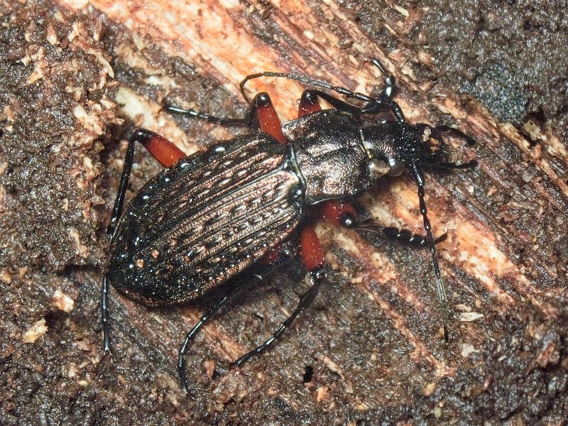 granulatus Linne, 1758